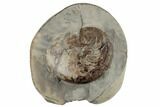 Fossil Nautilus (Aturia) - Gray's Harbor, Washington #189662-1